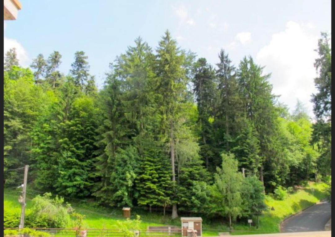 Apartament Studio Le Manet Le Hohwald Zewnętrze zdjęcie